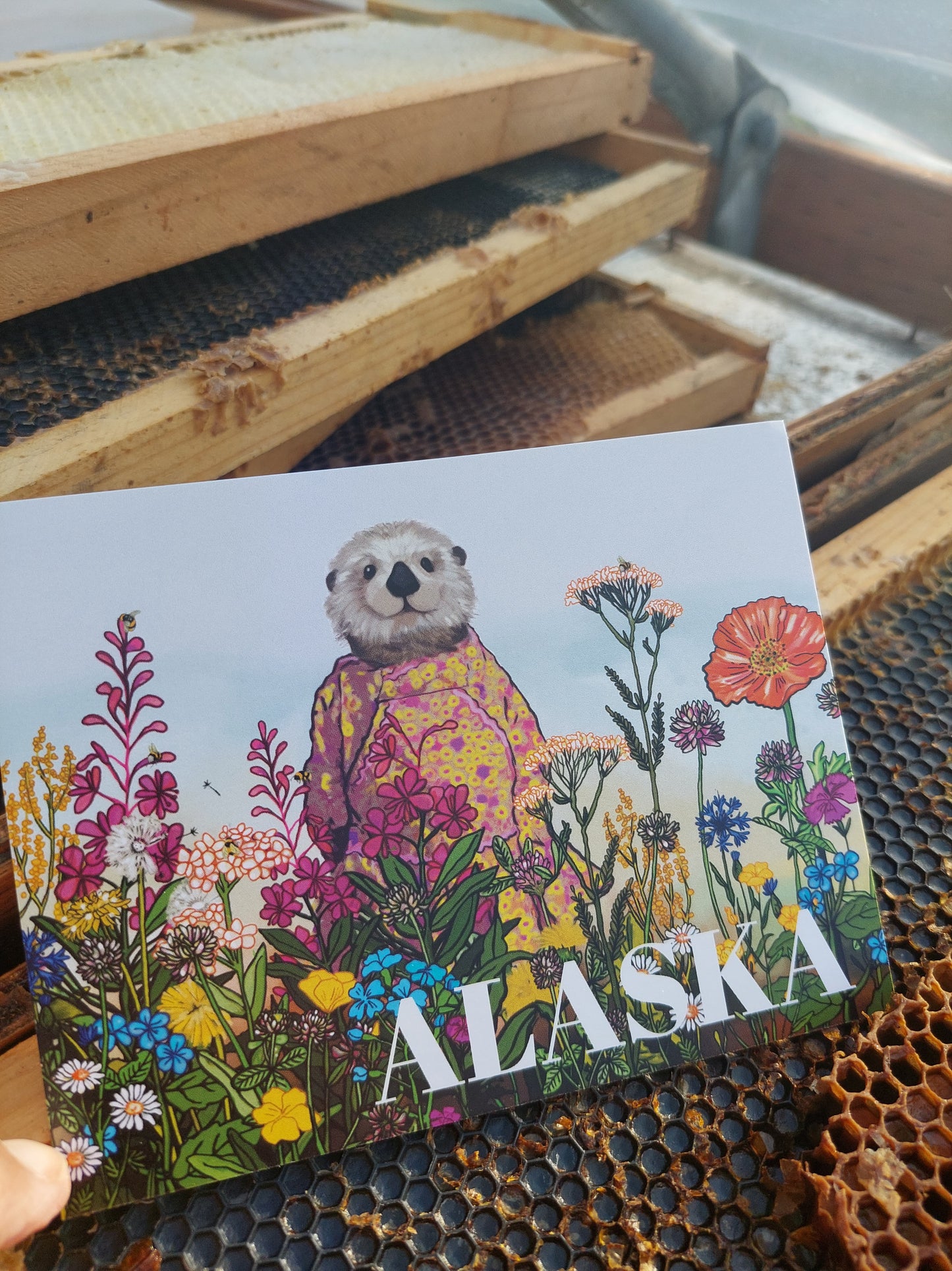 Alaska Otter Kuspuk Postcard