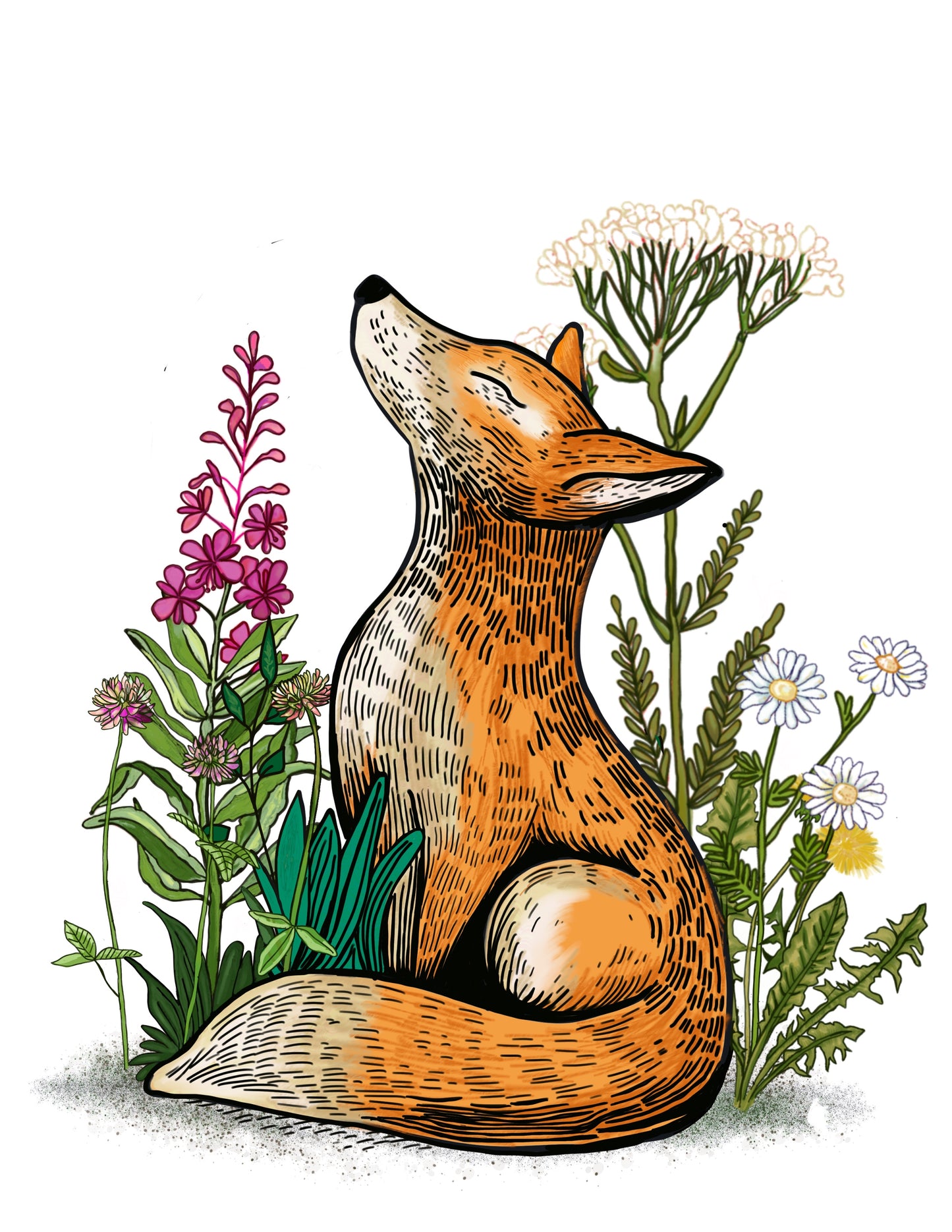 Fireweed and Fox
